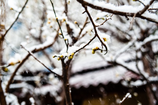 雪运动和文