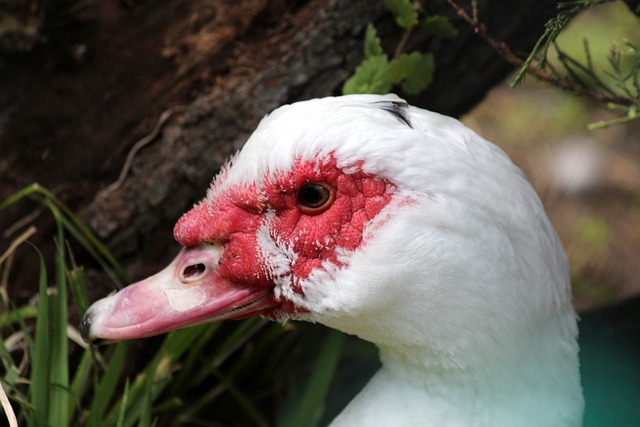 近年来崭露 近年来崭露